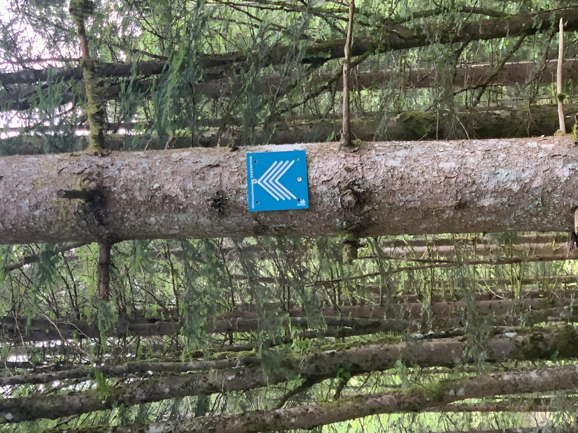 Linde Höchenschwand